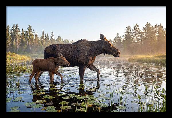 Moose Cow And Calf In Serenity