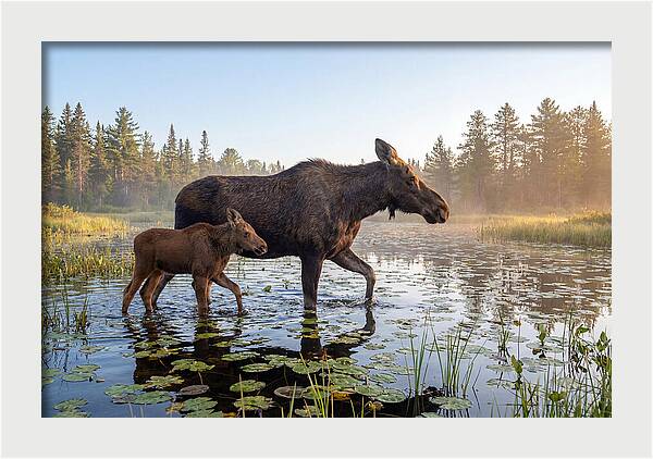 Moose Cow And Calf In Serenity