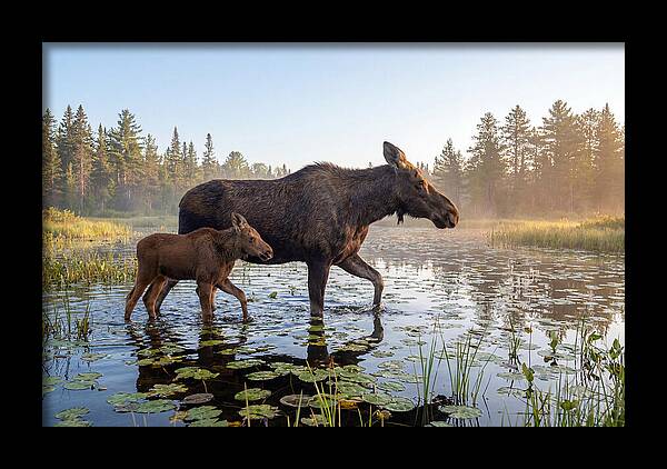 Moose Cow And Calf In Serenity