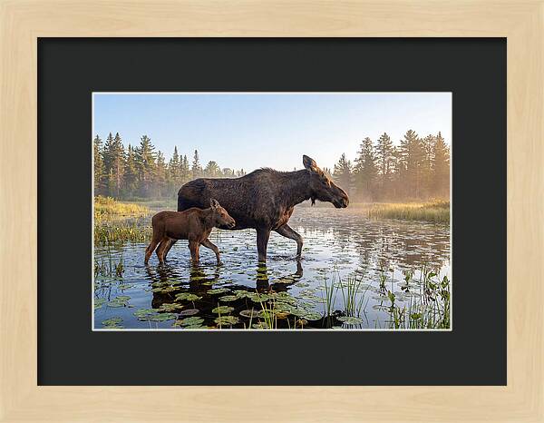 Moose Cow And Calf In Serenity