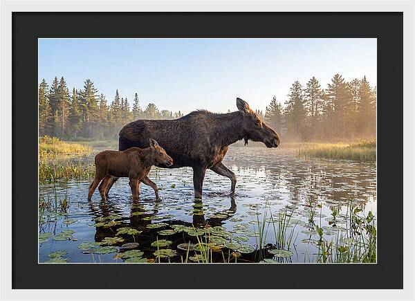 Moose Cow And Calf In Serenity