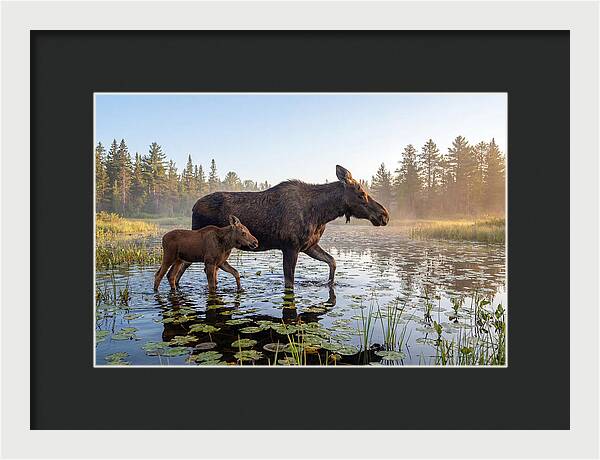 Moose Cow And Calf In Serenity