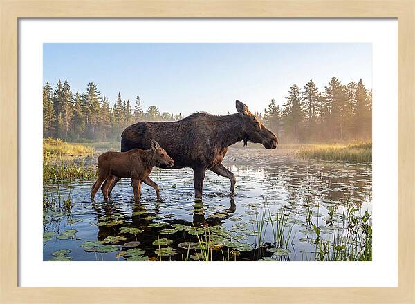 Moose Cow And Calf In Serenity
