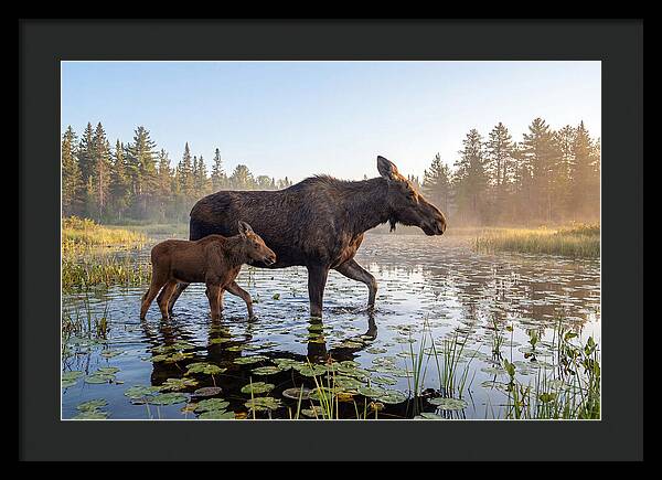 Moose Cow And Calf In Serenity