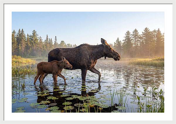 Moose Cow And Calf In Serenity