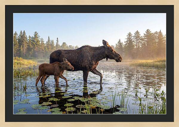 Moose Cow And Calf In Serenity