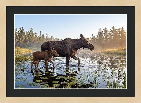 Moose Cow And Calf In Serenity