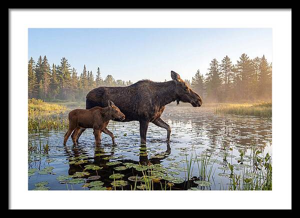 Moose Cow And Calf In Serenity
