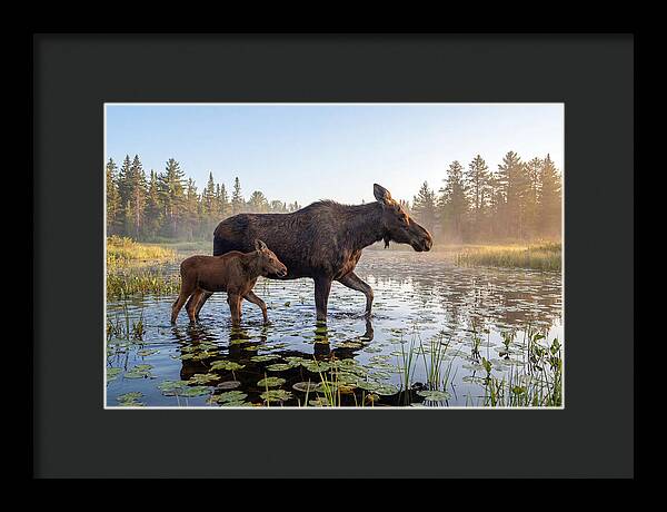 Moose Cow And Calf In Serenity
