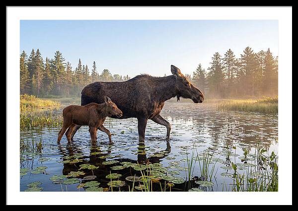 Moose Cow And Calf In Serenity