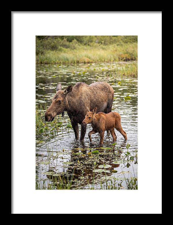 Moose Cow And Calf In Water