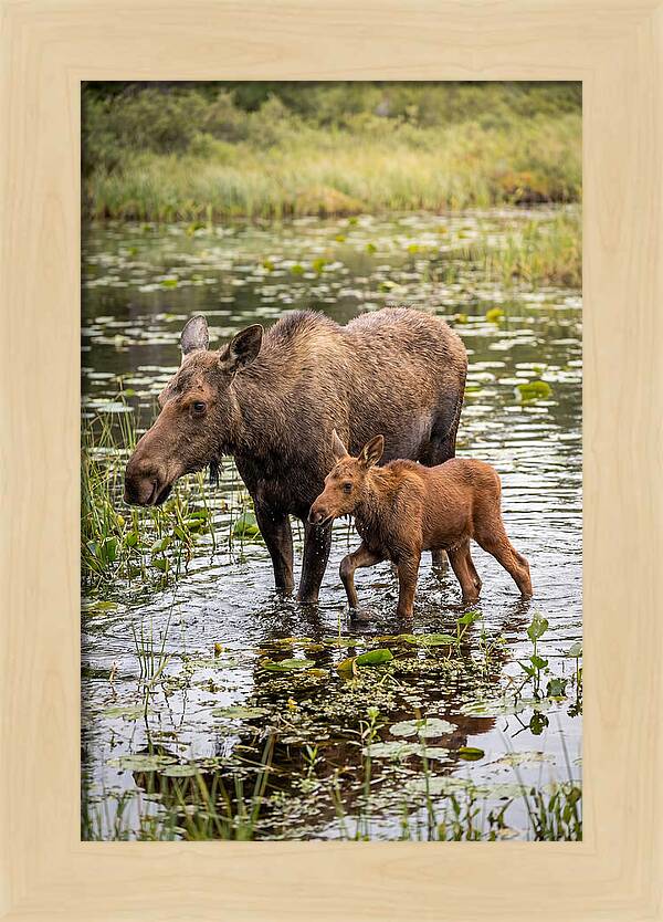 Moose Cow And Calf In Water