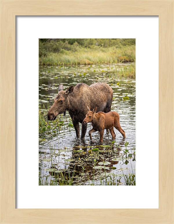 Moose Cow And Calf In Water