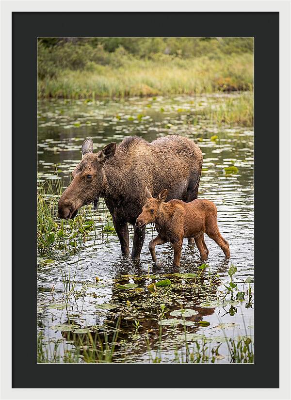 Moose Cow And Calf In Water