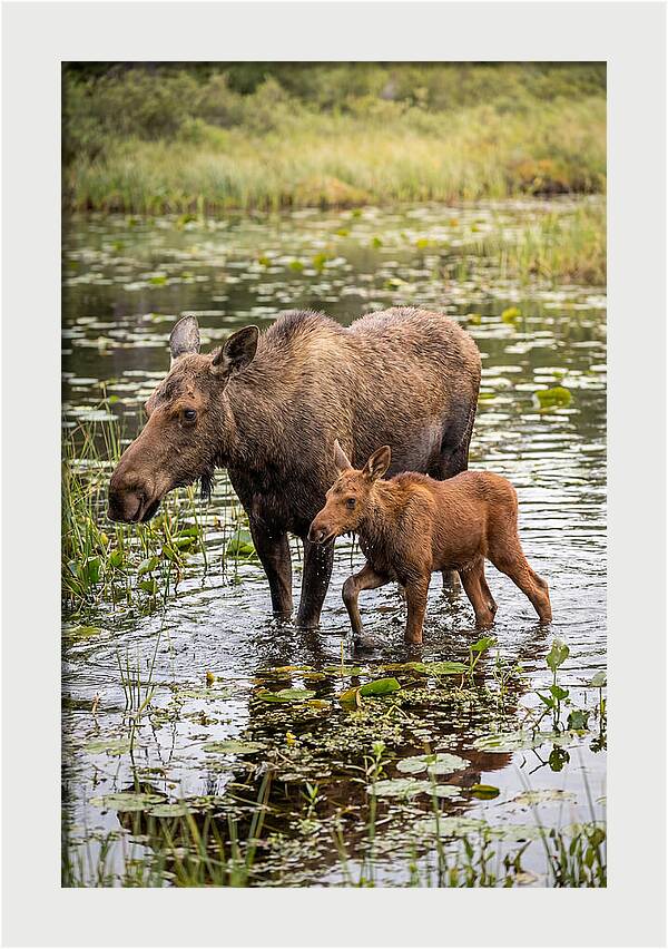 Moose Cow And Calf In Water