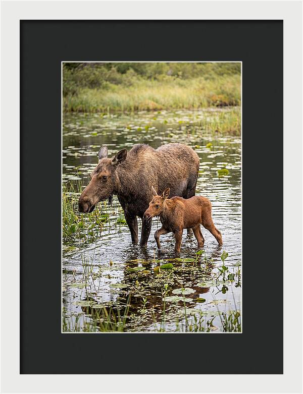 Moose Cow And Calf In Water