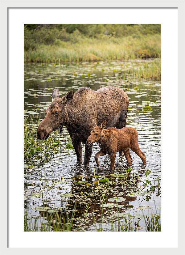 Moose Cow And Calf In Water