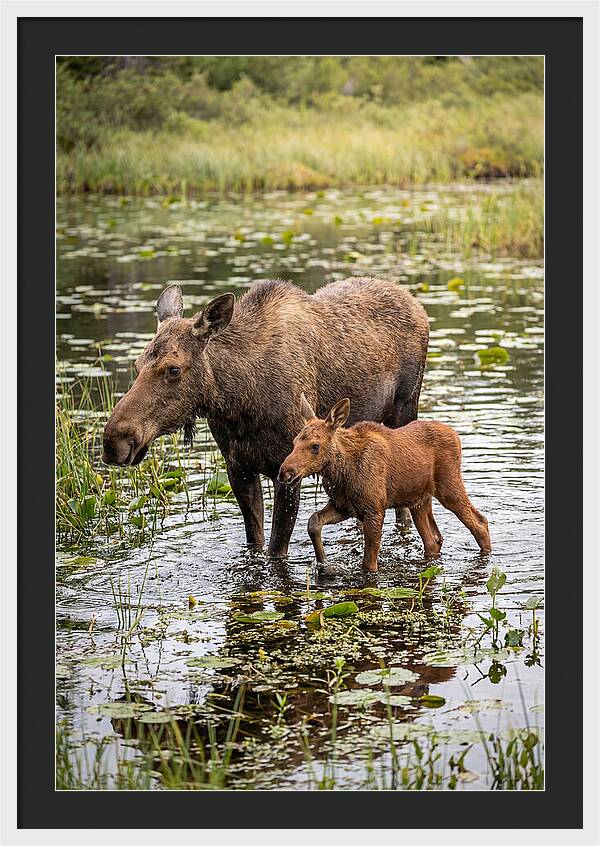 Moose Cow And Calf In Water