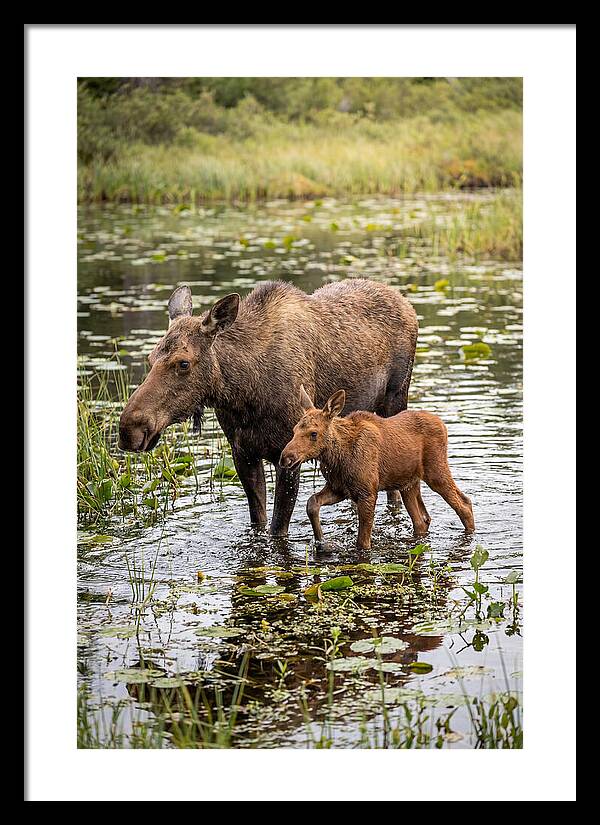 Moose Cow And Calf In Water