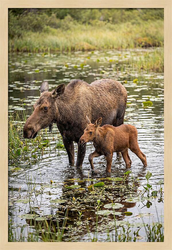 Moose Cow And Calf In Water