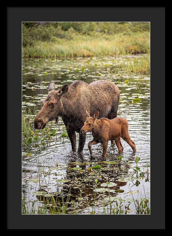 Moose Cow And Calf In Water