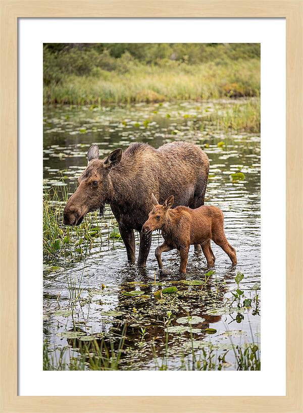 Moose Cow And Calf In Water