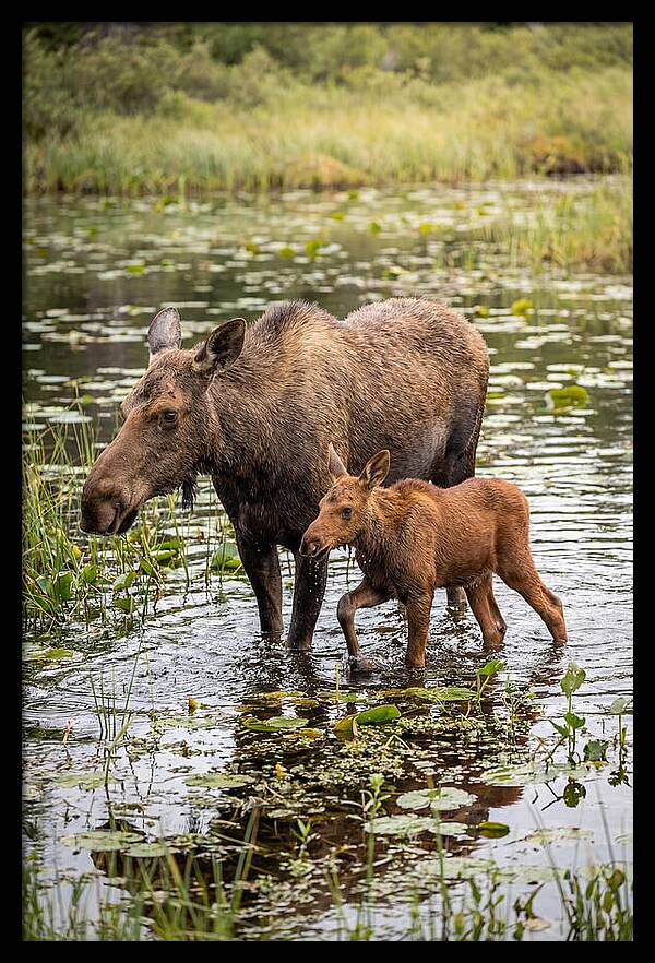 Moose Cow And Calf In Water