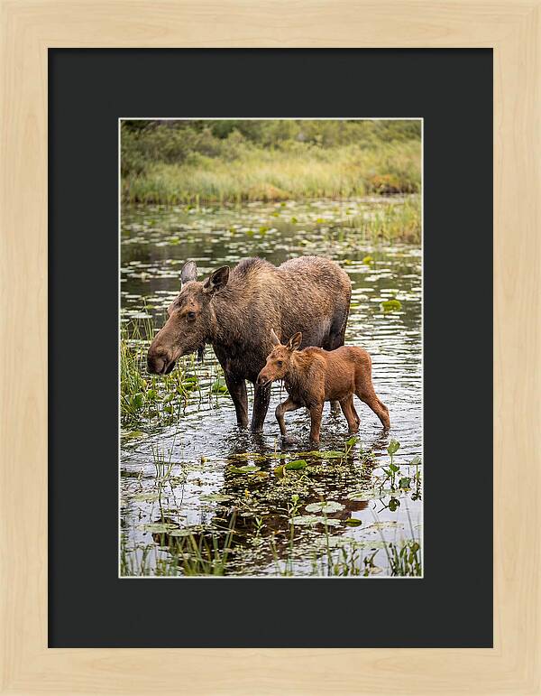 Moose Cow And Calf In Water