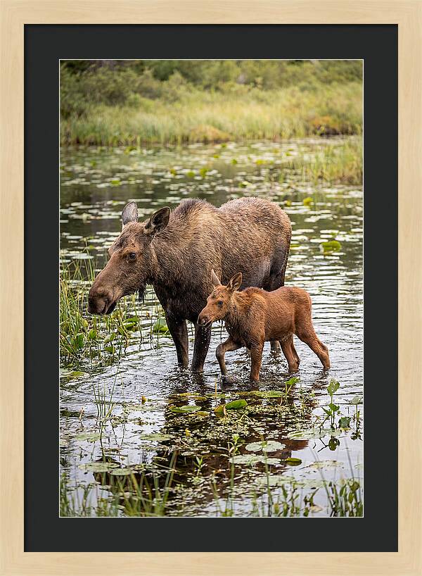 Moose Cow And Calf In Water