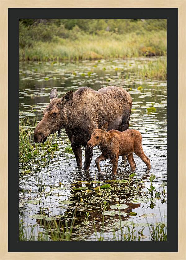Moose Cow And Calf In Water