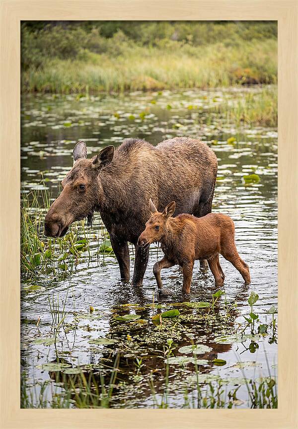 Moose Cow And Calf In Water