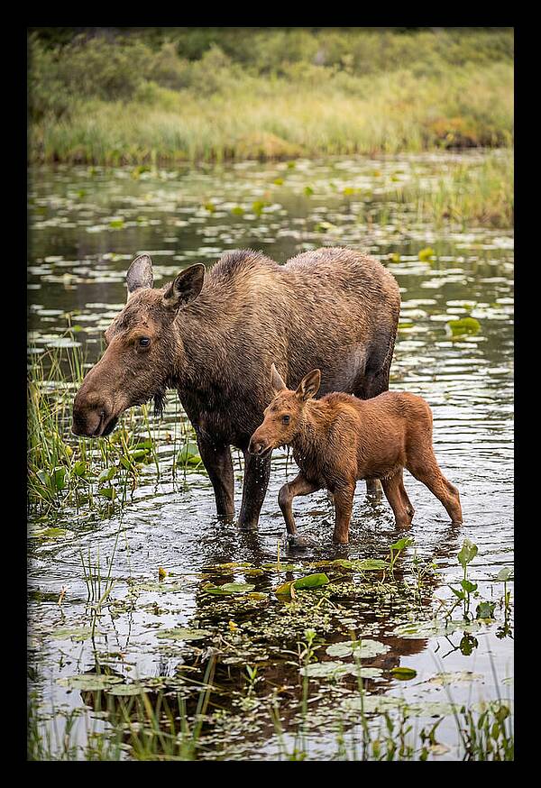 Moose Cow And Calf In Water