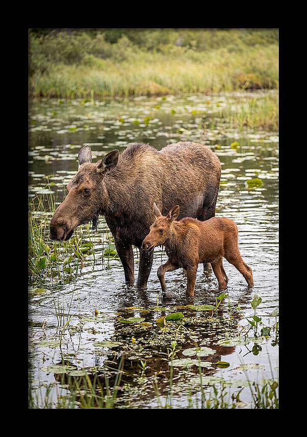Moose Cow And Calf In Water