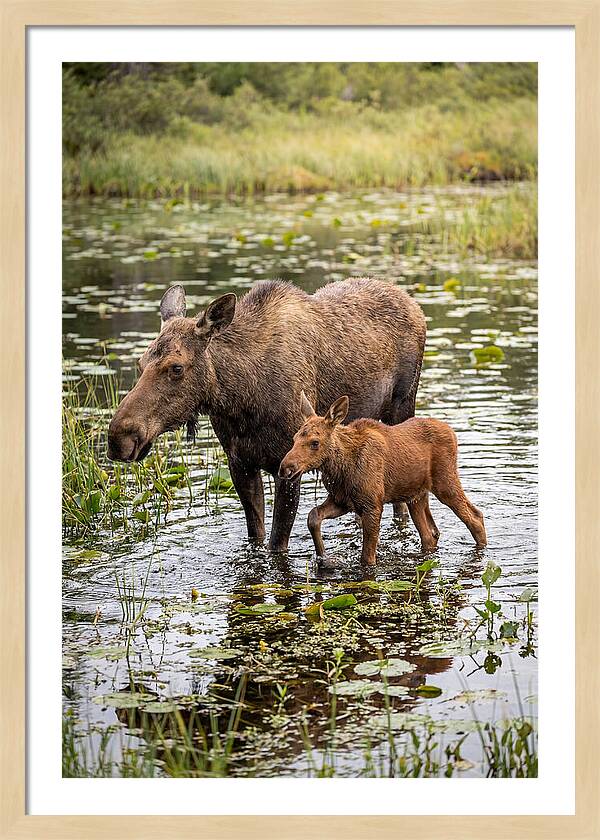 Moose Cow And Calf In Water