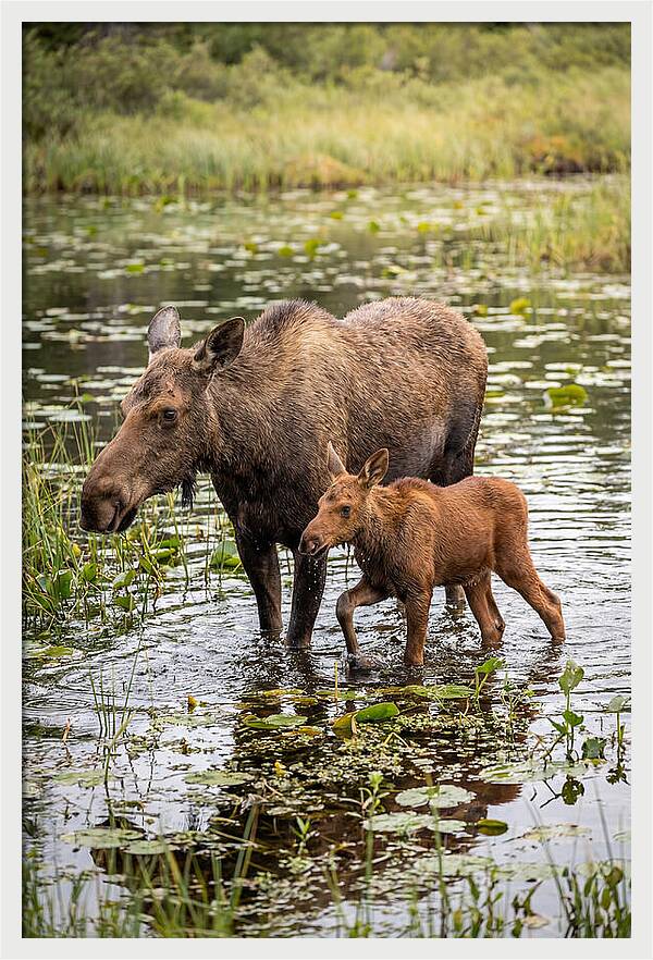 Moose Cow And Calf In Water