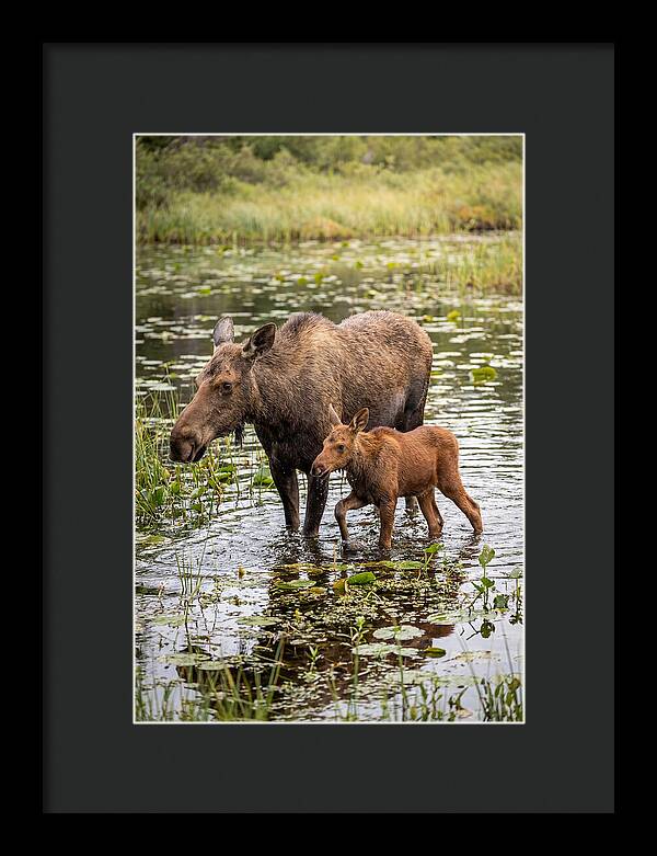 Moose Cow And Calf In Water