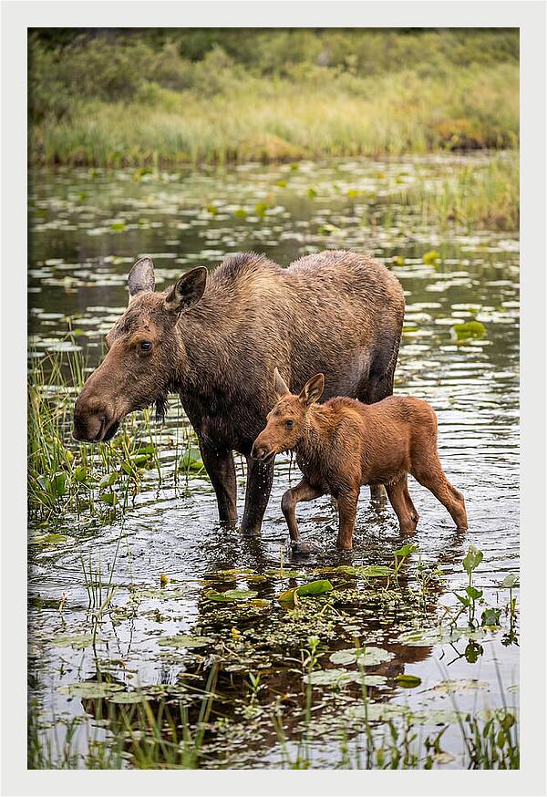 Moose Cow And Calf In Water