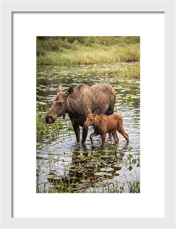 Moose Cow And Calf In Water