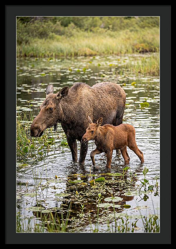 Moose Cow And Calf In Water