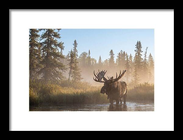 Moose In The Morning Mist