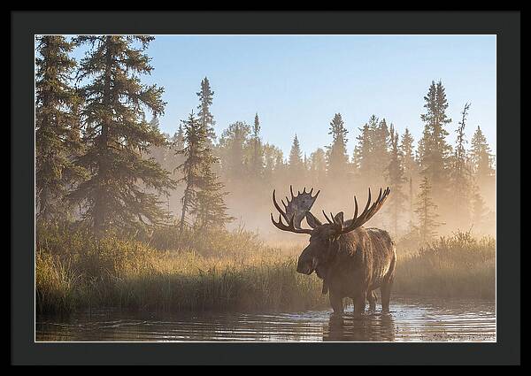 Moose In The Morning Mist