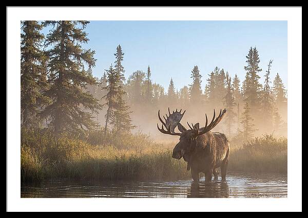 Moose In The Morning Mist
