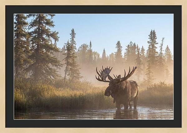 Moose In The Morning Mist