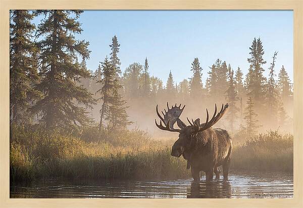Moose In The Morning Mist