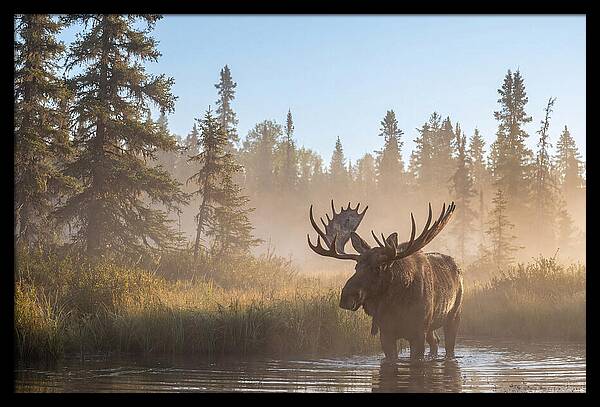 Moose In The Morning Mist