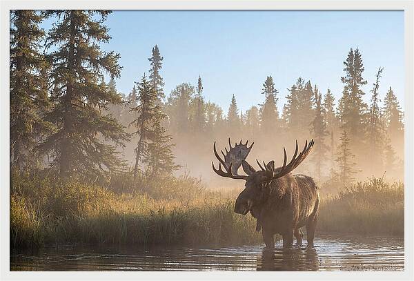 Moose In The Morning Mist