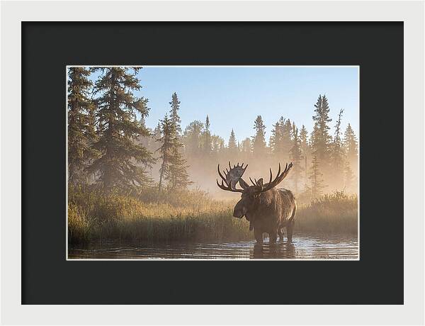 Moose In The Morning Mist