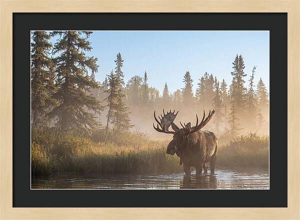 Moose In The Morning Mist