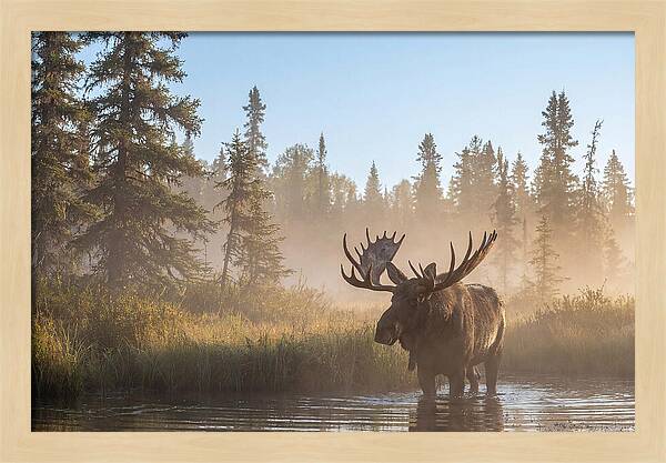 Moose In The Morning Mist