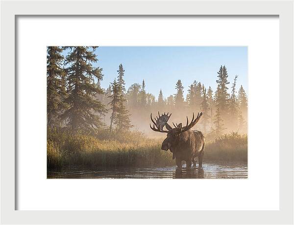 Moose In The Morning Mist